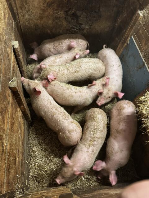 Ferkel zu verkaufen