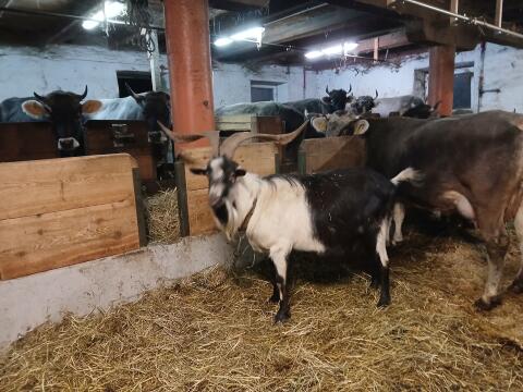 Ziegenbock