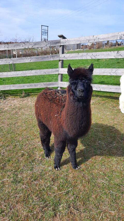Alpaka Junghengste