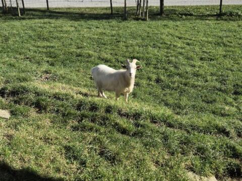 Mini Zwergziegen
