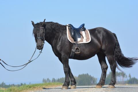 Brave 7-jährige Noriker Stute