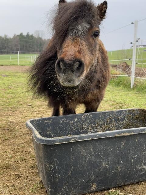 Suche älteres Beistellpony