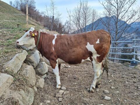Verkaufe trächtige Fleckviehkalbin