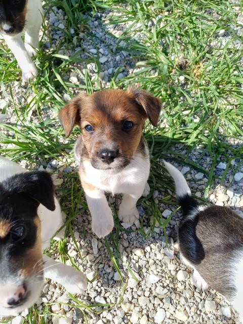 Jack Russel