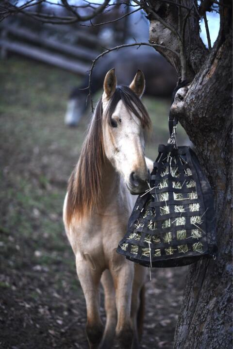 PRE (ANCCE) Stute in Sonderfarbe