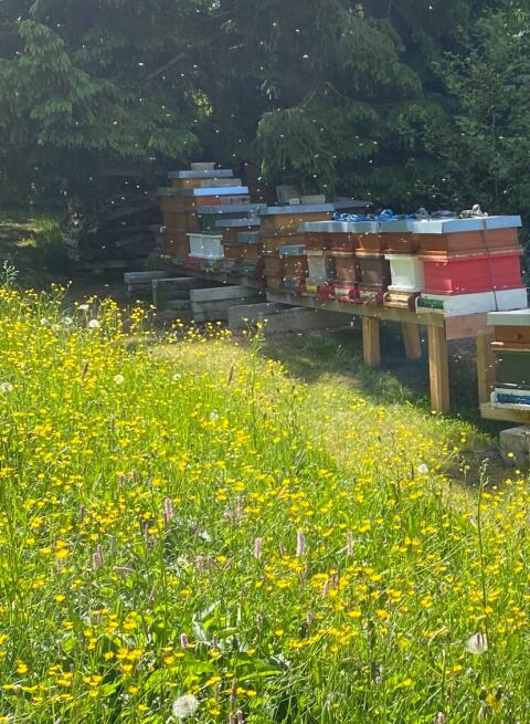 Carnica-Wirtschaftsvölker inkl. Zander Beute