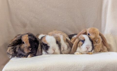 Zwergkaninchen Babys