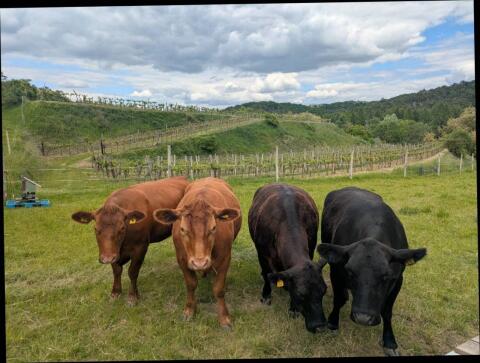 Angus / Deutsch Angus