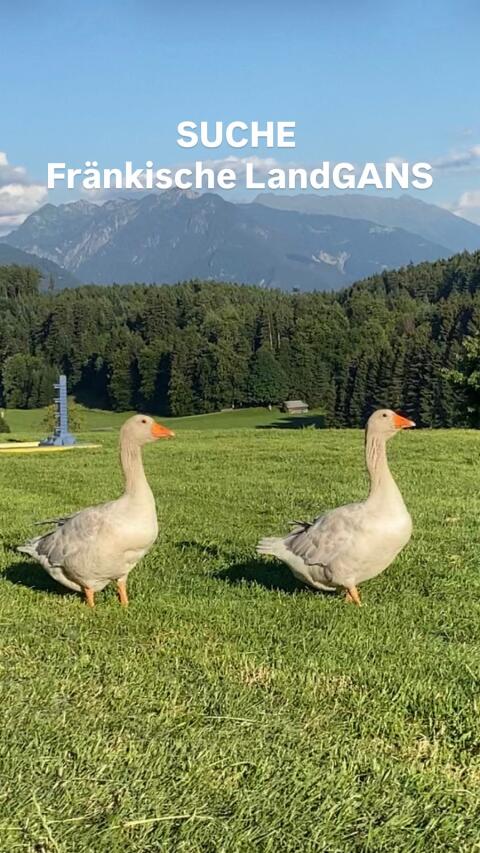 Fränkische Landgans
