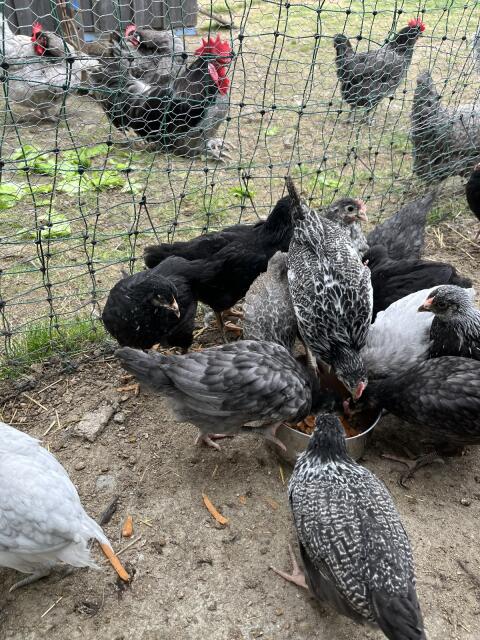 Jungtiere von Großrassen