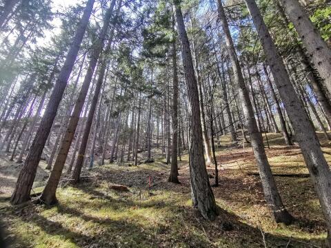 Waldparzellen zu verkaufen