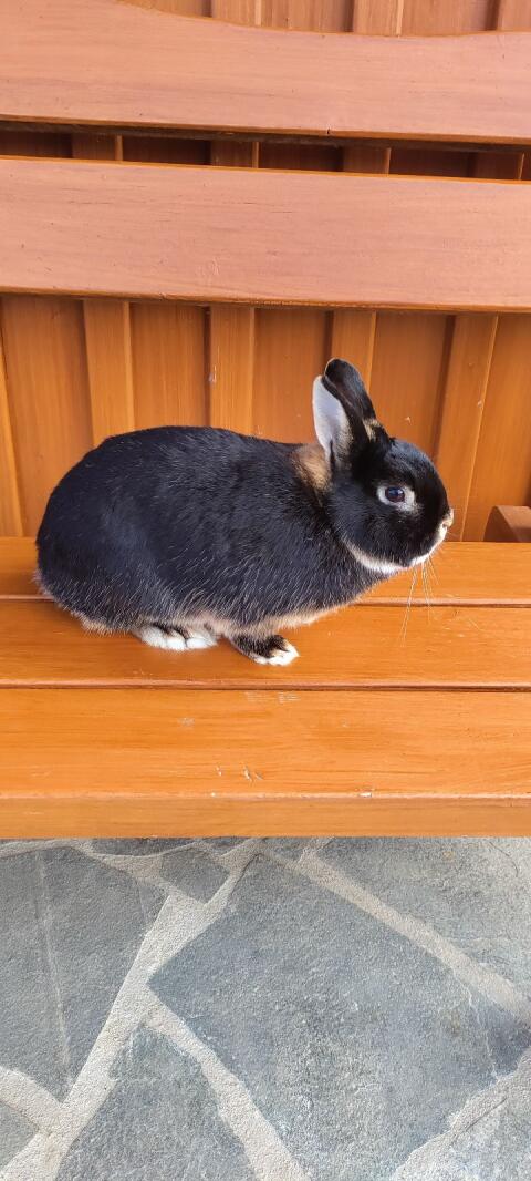 Zwergkaninchen männlich