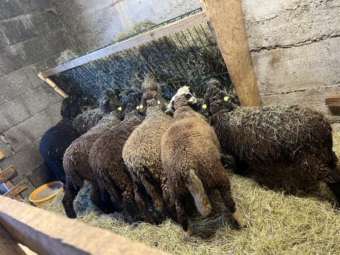 Jura Schaf und Merino Mix