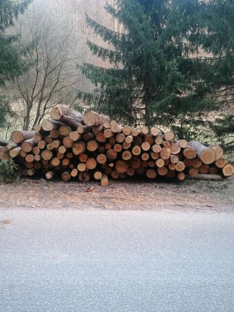 Föhren für Brennholz
