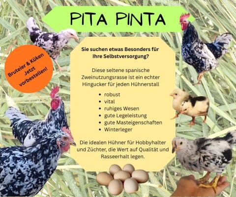 Bruteier Pita Pinta