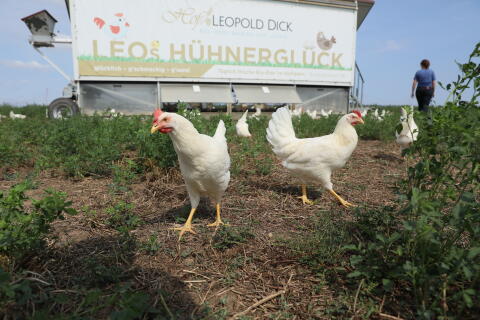 Bio-Legehennen