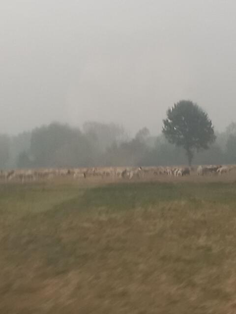 Suche Ziegenbock