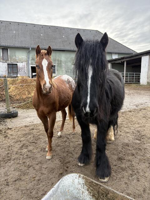 Appaloosa - Quarter Mix Stute