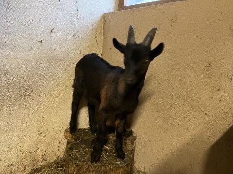 Ziegenbock