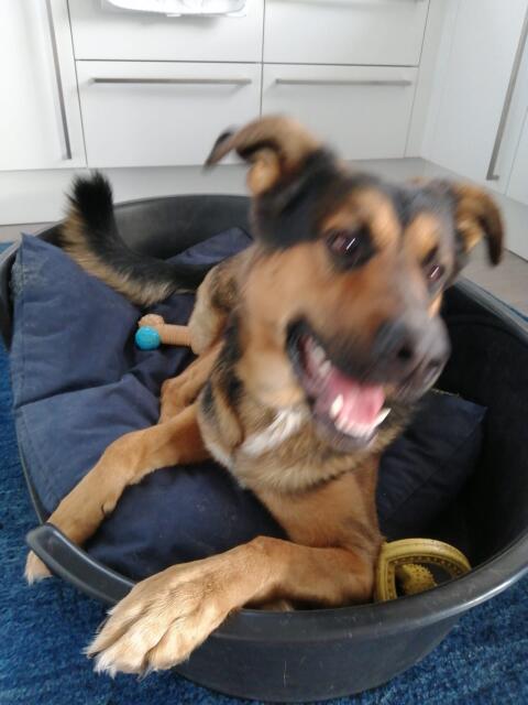 Schäfer Bernersennen