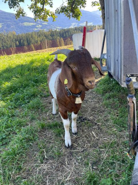 Ziegenbock