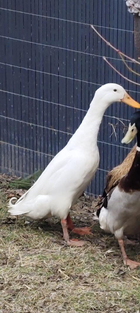Erpel weiß