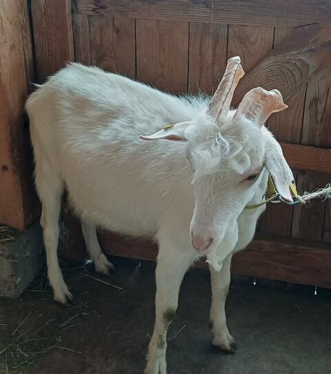 Verkaufe Ziegenjungbock GZW 133