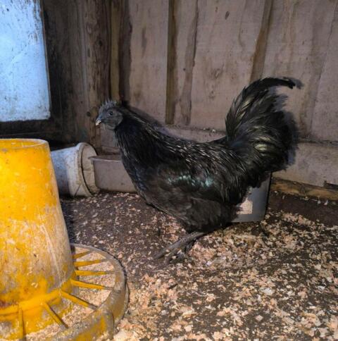 Ayam Cemani Hahn 6 Monate