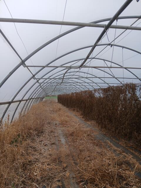 Folientunnel 50 m