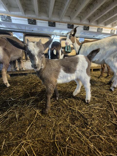 Ziegenkitz Tauernschecke zu verkaufen
