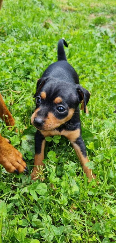 Zwergpinscher Welpen Wurfankündigung