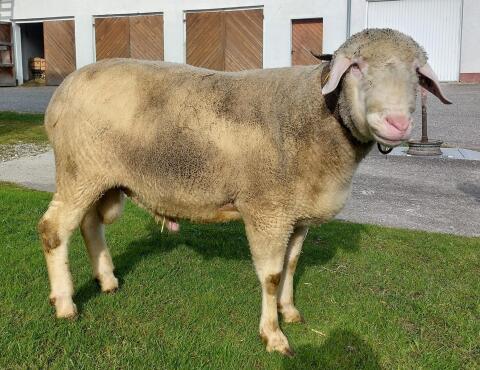 Merino Widder
