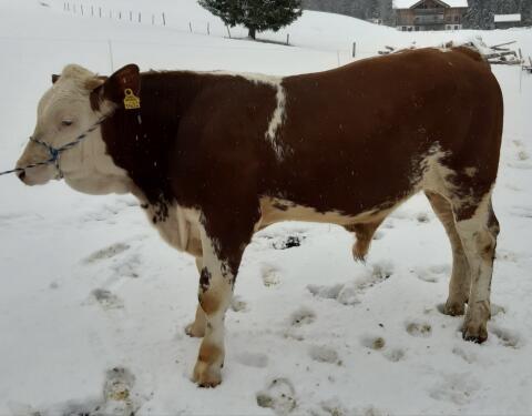 Bio Fleckvieh Sprungstier