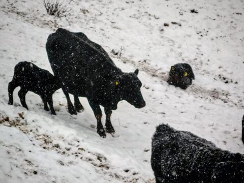BIO Angus Kuh „Susi“ – bewährte Mutterkuh, gedeckt, ganzjährig