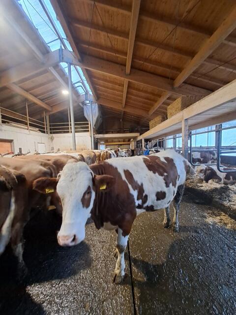 Verkaufe trächtige Bio Fleckvieh Zuchtkalbinnen