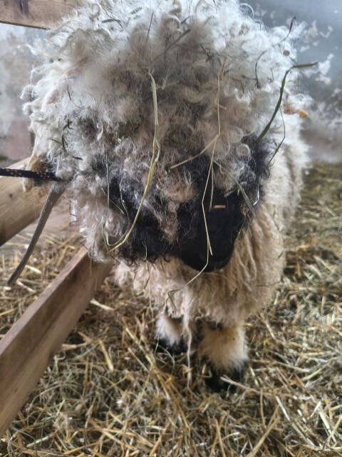 Walliser Schwarznasenschaf Jungwidder
