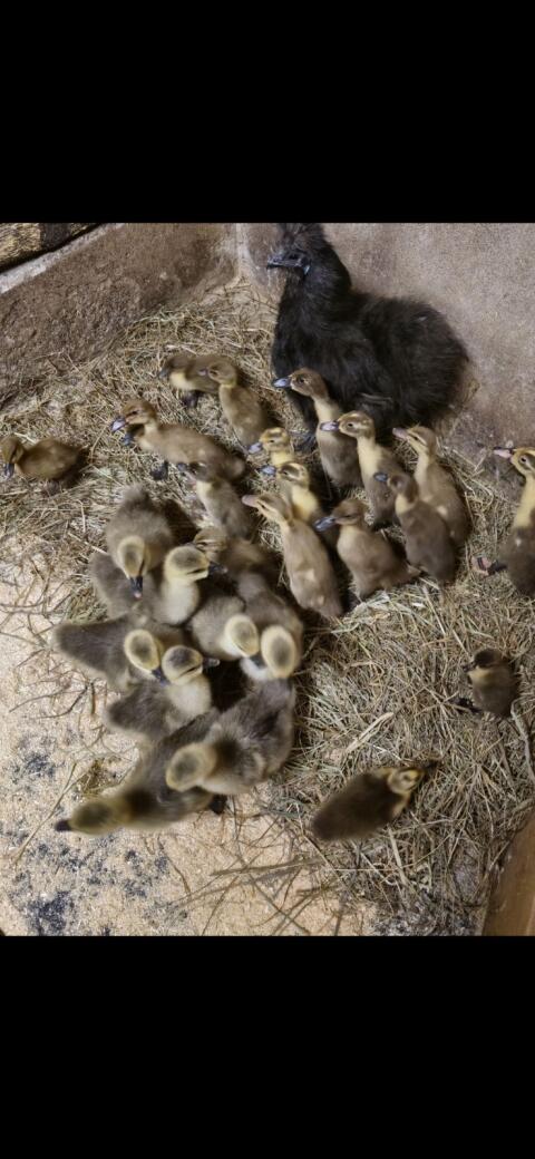 Enten Bruteier
