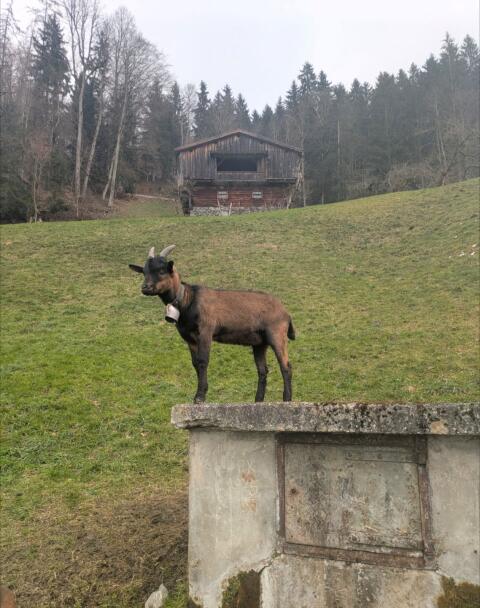 Ziegenbock