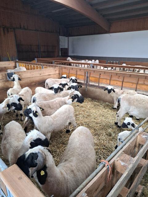 Walliser Schwarznasen Kilbern