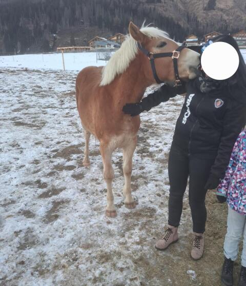 1-jähriger Haflinger NICO