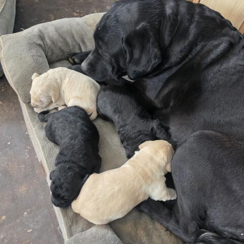 Labradoodle