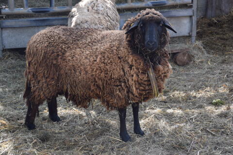 Braunes Bergschaf