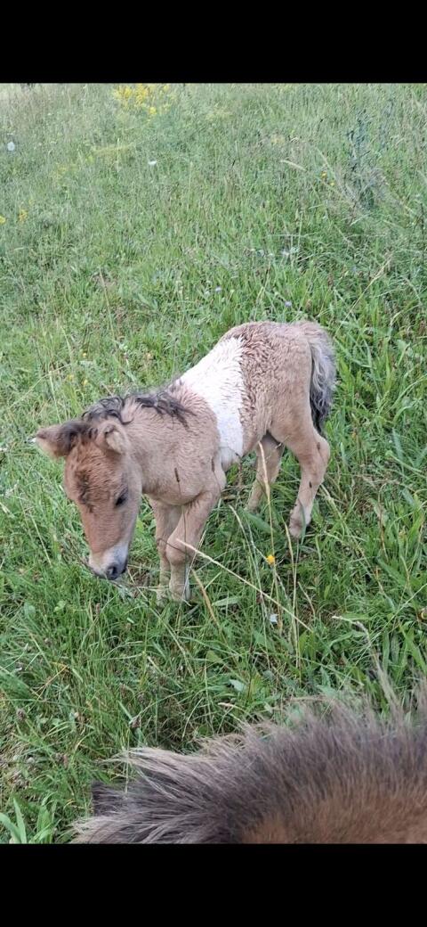 Minishetty Hengstfohlen Sunny