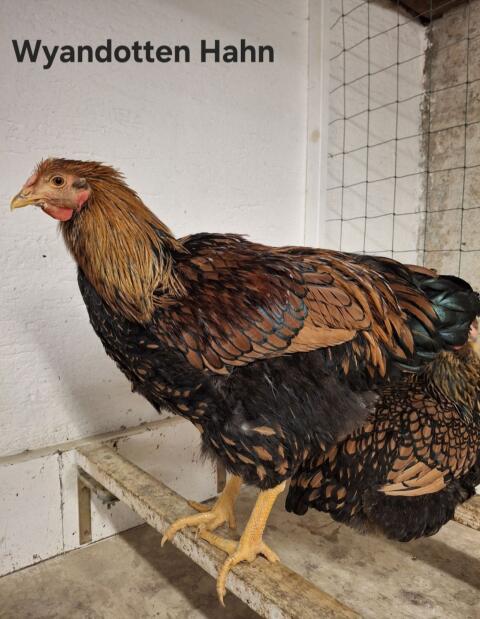Rassegeflügel Hähne Sulmtaler und Wyandotte