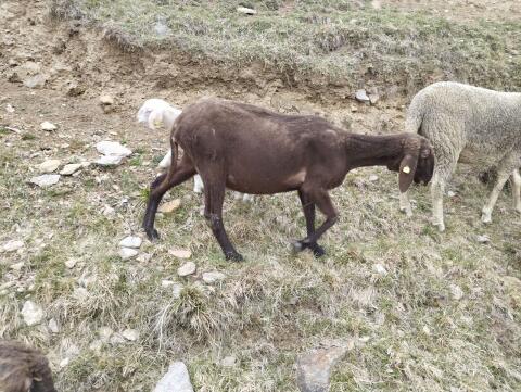 Braune Bergschafherde