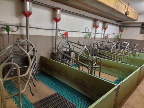 Abferkelbuchten, Besamungsstände, Fressteiler