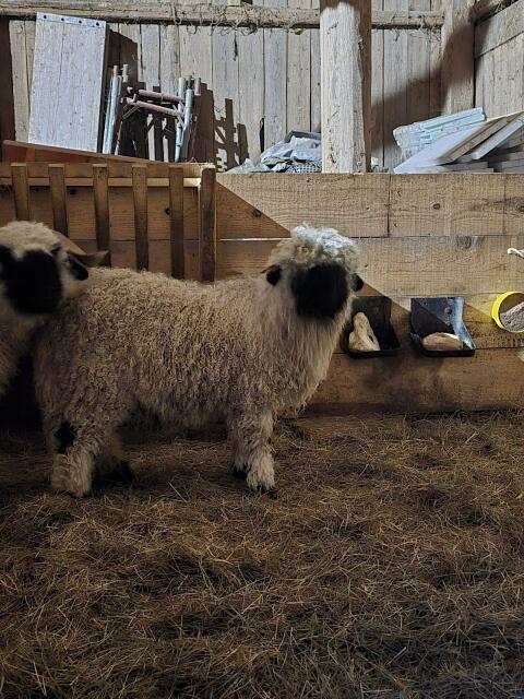 Walliser Schwarznasenschaf junger Bock Widder