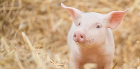 Suche Ferkel