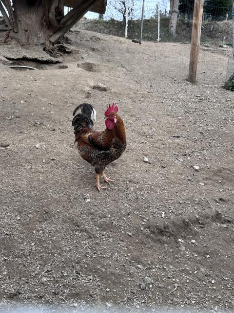 Hahn