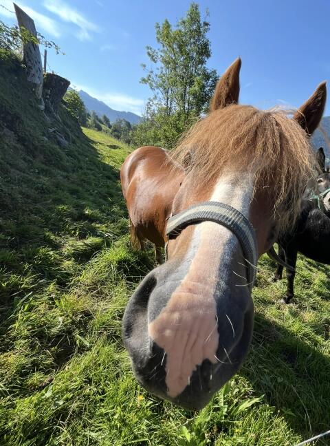 Pony Wallach
